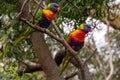 Closeup of two cute Loriini parrots perched on a tree during the daytime Royalty Free Stock Photo