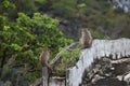 Closeup of two cute monkeys sitting on a wall at the monkey mountain Khao Takiab in Hua Hin, Thailand, Asia