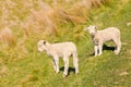 Two cute newborn lambs standing on grassy meadow with copy space Royalty Free Stock Photo