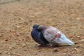 Closeup of two cute Rock doves against the blurred background