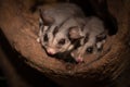 Closeup of two cute Sugar Glider Petaurus breviceps Royalty Free Stock Photo