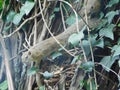 Closeup of two cute yellow squirrels holding onto a poison ivy vine wrapped around a tree bark Royalty Free Stock Photo