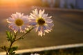 Closeup of two daisies with green leaves in the sunset Royalty Free Stock Photo