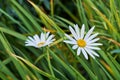 Closeup of two daisy flowers growing in a grassy meadow. Marguerite perennial plants flourishing in spring. Beautiful Royalty Free Stock Photo