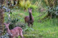 Closeup of two deer in the forest. Deer in the wicklow mountains, Ireland Royalty Free Stock Photo