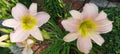 Closeup of two delicate light pink lillies in a garden Royalty Free Stock Photo