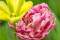 Closeup of two different tulips in green background