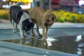 Closeup of two dogs drinking water from the ground under the lights in the night