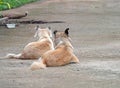 Close up Two Dogs Lie Down on The Ground Royalty Free Stock Photo