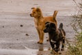 Two dogs on wet paved road