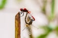 Closeup of two dragonflies mating