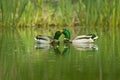 Closeup of two ducks swimming in a lake Royalty Free Stock Photo