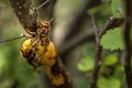 Closeup of two European hornets crawling on a tree during the daytime