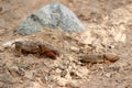 Closeup two European mole cricket running along the ground Royalty Free Stock Photo