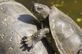 Closeup of two European swamp turtles