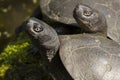 Closeup of two European swamp turtles