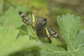 Closeup on two female Scorpion flies, Panorpa vulgaris, feeding on a fly captured in a spiders web