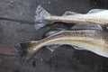 Closeup of two fish tails. Atlantic cod. Royalty Free Stock Photo