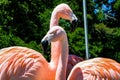 Closeup of two Flamingos at Cleveland Metroparks Zoo under the sunlight