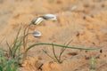 Closeup two-flowered tulip with three buds in desert.