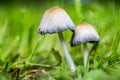 Closeup of two garden mushrooms in the green grass.