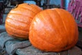 two giant pumpkins in a farm Royalty Free Stock Photo