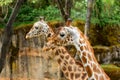 Closeup of Two Giraffes against the Trees in Zoo