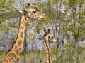 Two giraffes eating grass