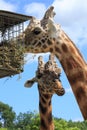 Closeup of two giraffes, one eating from a feeding basket Royalty Free Stock Photo