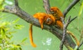 Closeup of two golden lion tamarins on the tree