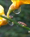 Closeup of two grasshoppers on a wild flower