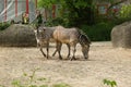 Closeup of two grazing zebras in the Berlin Zoo, Germany Royalty Free Stock Photo