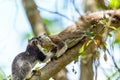 Closeup of two Grizzled giant squirrels kissing on a tree branch on blurry park background