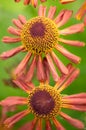Closeup of two Helenium flowers Royalty Free Stock Photo