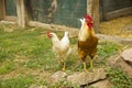 Closeup of two hen in a farmyard Royalty Free Stock Photo