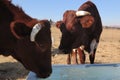 Closeup of two horned brown cows drinking water in a field Royalty Free Stock Photo