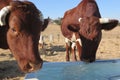 Closeup of two horned brown cows drinking water in a field Royalty Free Stock Photo