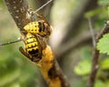 Closeup of two Hornets on a tree branch with blurred greenery in the background Royalty Free Stock Photo