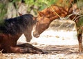 Closeup Two Horses Looking at Each Other Royalty Free Stock Photo