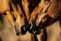 closeup of two horses muzzles coming together in a tender gesture
