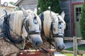 Closeup of two horses ready to pull a trolley Royalty Free Stock Photo