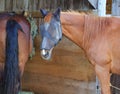 Closeup of two horses in wooden shelter outdoors, on horse wearing fly mask, the other eating hay with back turned showing tail.