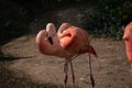 Closeup of two hugging flamingos - the concept of love and romance