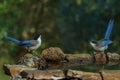 Closeup of two Iberian magpies (Cyanopica cooki) perched on rock, drinking water