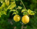 Two imperfect lemons with flaws on the tree Royalty Free Stock Photo