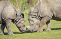 Closeup two Indian rhinoceros