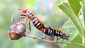 CloseUp of two insects in love on the twig Royalty Free Stock Photo