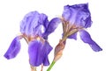 Closeup two iris flowers Royalty Free Stock Photo