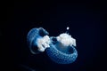 Closeup of two jellyfishes swimming in dark sea Royalty Free Stock Photo