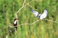 Closeup of two kingfishers perched on a branch